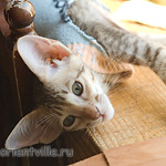 Пуговка, 2,5 месяца