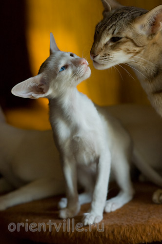 Гайка, 2,5 месяца