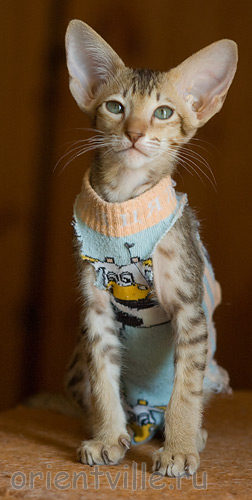 Пуговка, 2,5 месяца