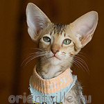 Пуговка, 2,5 месяца