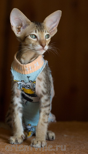 Пуговка, 2,5 месяца