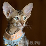 Пуговка, 2,5 месяца