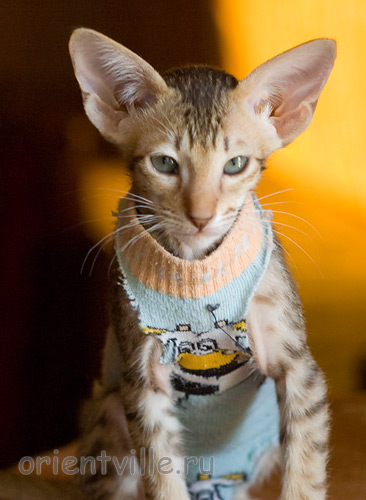 Пуговка, 2,5 месяца