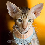 Пуговка, 2,5 месяца