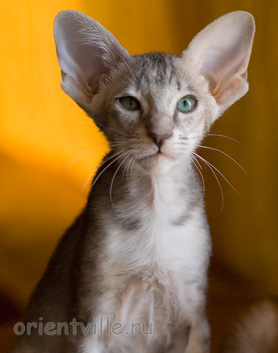 Бабочка 2,5 месяца