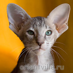 Бабочка 2,5 месяца