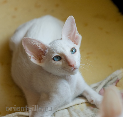 Hitch 2,5 месяца