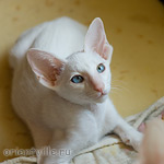 Hitch 2,5 месяца