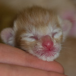 Orientville's Het Masteen 1 день