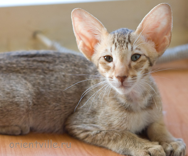 Инди 2,5 месяца