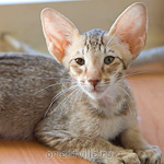 Инди 2,5 месяца