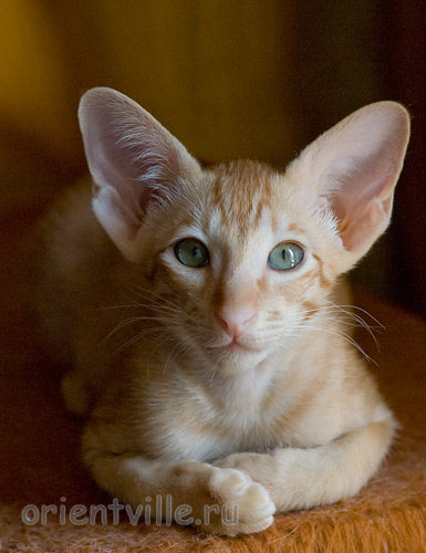 Хитюша, 2,5 месяца