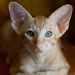 Хитюша, 2,5 месяца