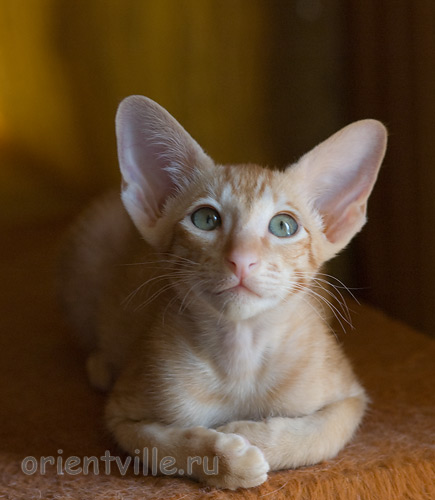 Хитюша, 2,5 месяца