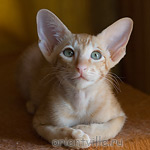 Хитюша, 2,5 месяца