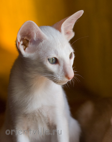 Hancock 2,5 месяца