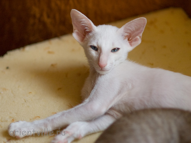 Hitch 2,5 месяца