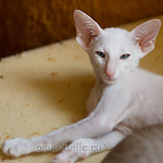 Hitch 2,5 месяца