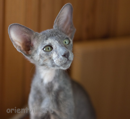 Helen 2,5 месяца