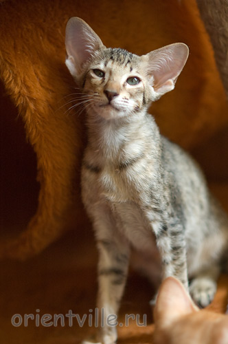 Гера 2,5 месяца