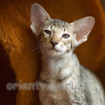 Гера 2,5 месяца