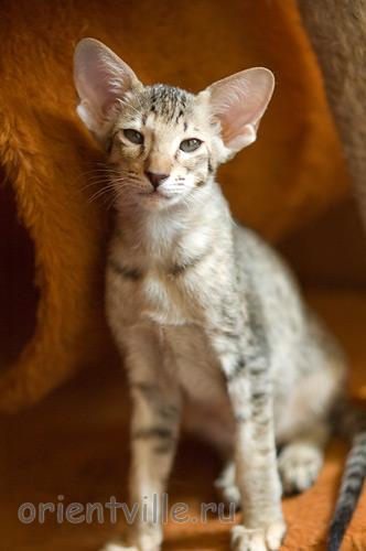 Гера 2,5 месяца