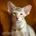 Гера 2,5 месяца