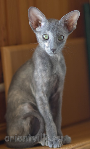 Helen 2,5 месяца