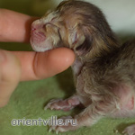 ориентальный котенок