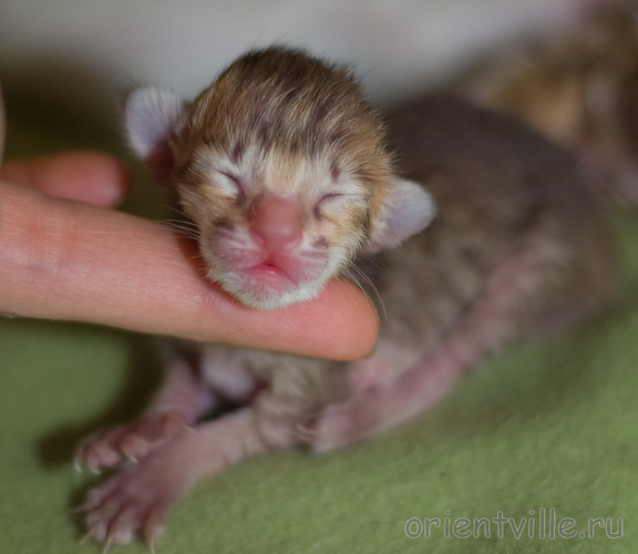 Orientville's Imogen 1 день