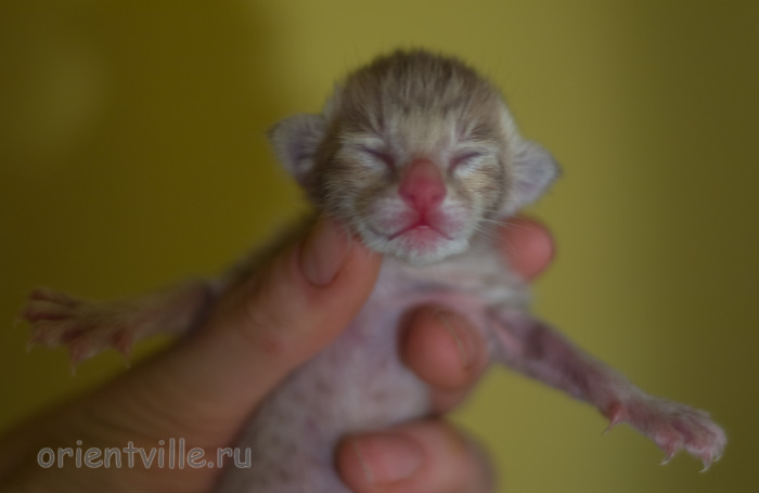 Orientville's Isadora 1 день