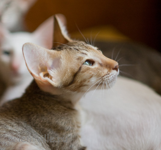 Инди 2,5 месяца