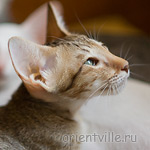 Инди 2,5 месяца