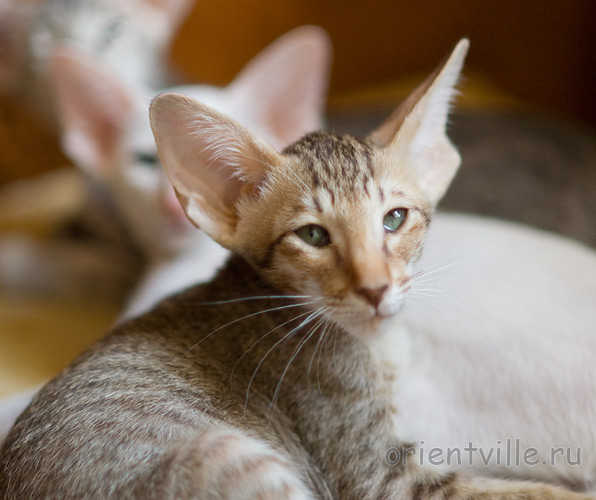 Инди 2,5 месяца