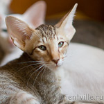 Инди 2,5 месяца