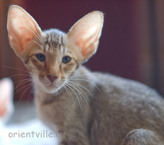 Инди 2,5 месяца