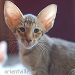 Инди 2,5 месяца