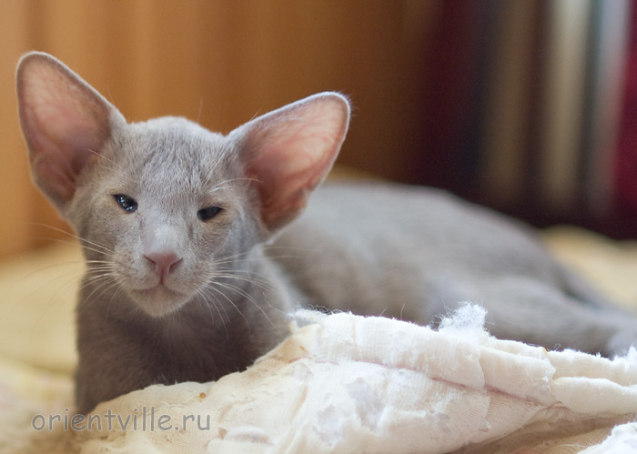 Лис 2,5 месяца