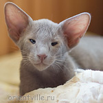 Лис 2,5 месяца