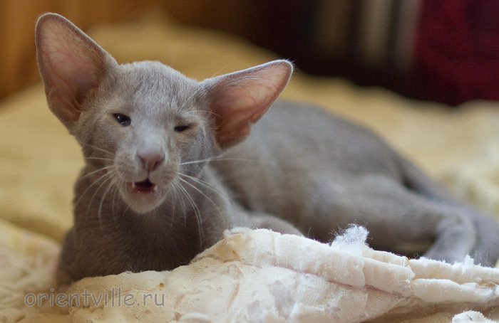 Лис 2,5 месяца