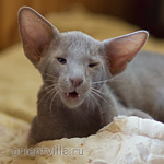 Лис 2,5 месяца