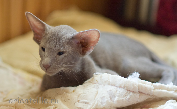 Лис 2,5 месяца