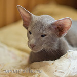 Лис 2,5 месяца