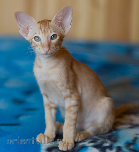 Хитюша, 2,5 месяца