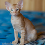 Хитюша, 2,5 месяца