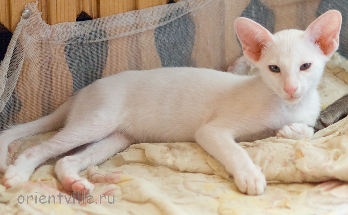 Hancock 2,5 месяца