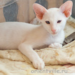 Hancock 2,5 месяца