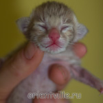 Orientville's Isadora 1 день