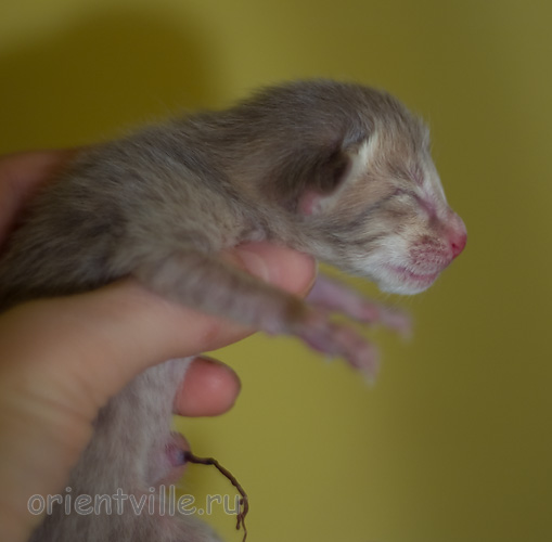 Orientville's Isadora 1 день