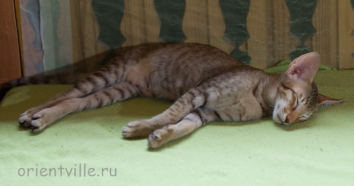 Инди 3,5 месяца